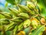 Alleppey Green Cardamom