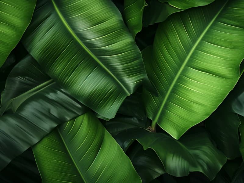 Fresh Banana Leaves Keralam Origin Plantae Exports