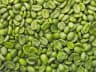 Indian Arabica Plantation A