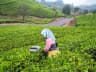 Munnar High-Grown Orthodox Tea