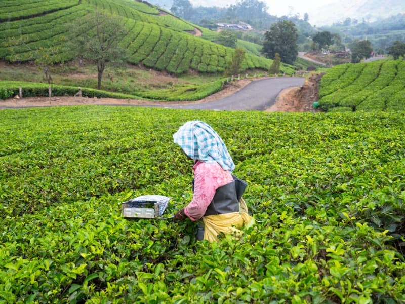 Indian Tea Orthodox and CTC Plantae Exports