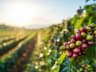 South Indian Robusta Coffee