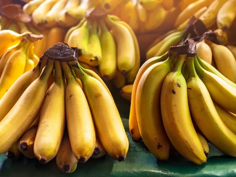 Fresh Cavendish and Kerala Bananas Plantae Exports