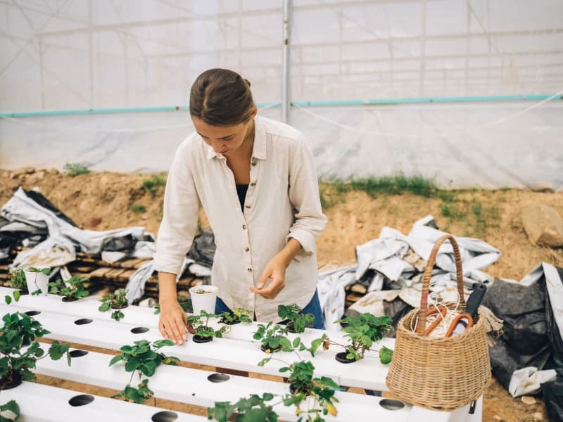 Hydroponic Coir Grow Bags Slabs Plantae Exports