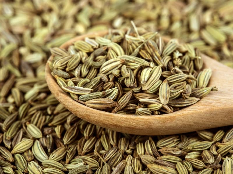 Indian Cumin Seeds Plantae Exports